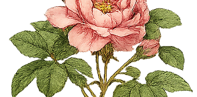 2026 Donor Levels and Benefits